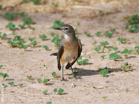 White-throated Robin (Female or winter male)