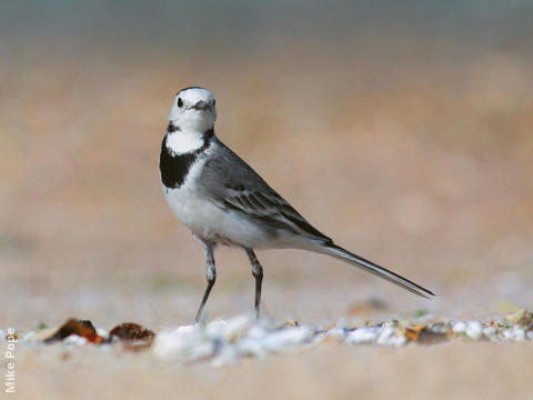 White Wagtail (Non-breeding plumage)