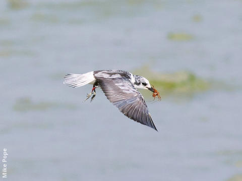 White-winged Tern (Winter)