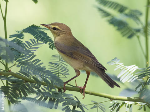 Willow Warbler