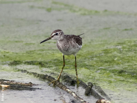 Wood Sandpiper