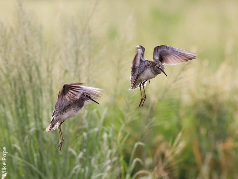 Wood Sandpipers