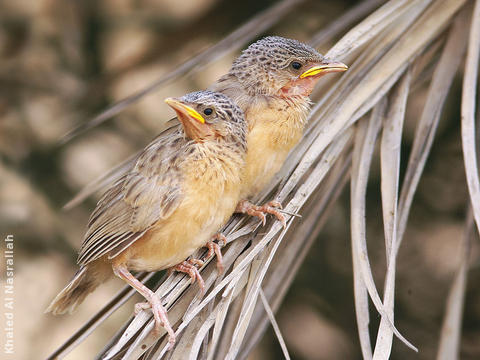 Afghan Babbler (Juveniles)