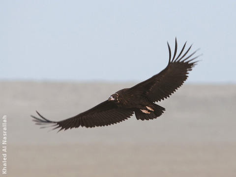 Cinereous Vulture (Immature)