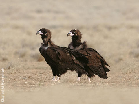 Cinereous Vulture (Immatures)