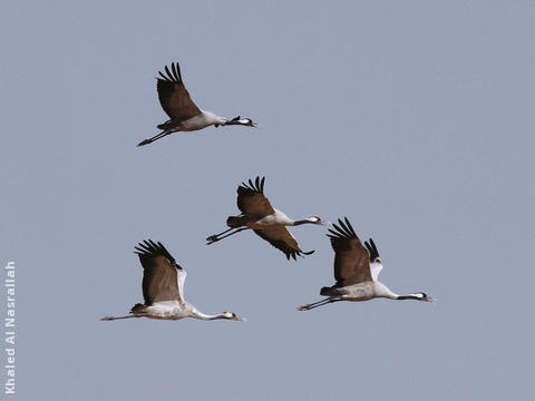 Common Cranes