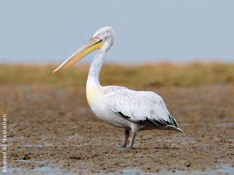 Dalmatian Pelican (Immature)