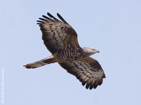 European Honey Buzzard