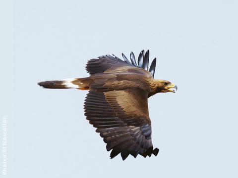 Golden Eagle 