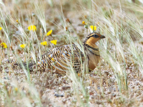 Pin-tailed Sandgrouse (Female)