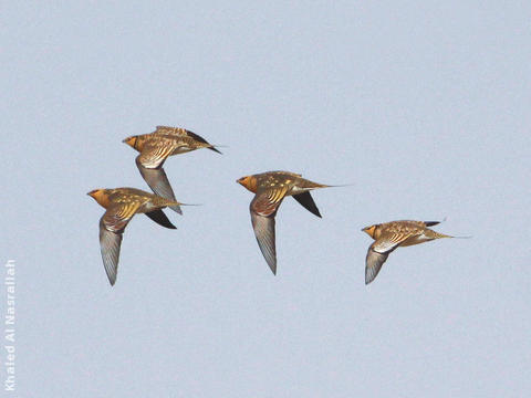 Pin-tailed Sandgrouses