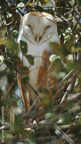 Western Barn Owl 