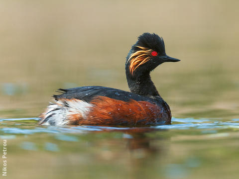 Black-necked Grebe (Breeding plumage, BULGARIA)