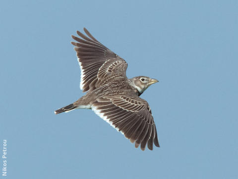 Calandra Lark (GREECE)