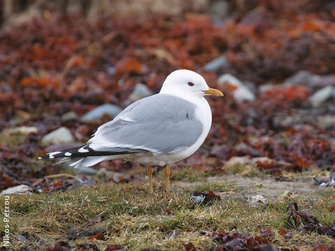 Common Gull (Breeding plumage, FINLAND)