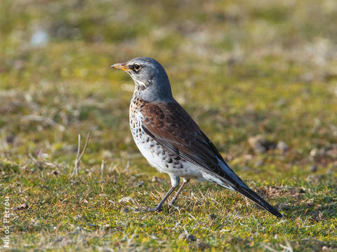 Fieldfare (Immature winter, GREECE)