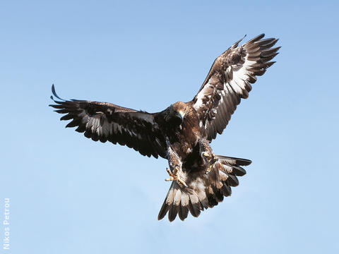 Golden Eagle (Immature, GREECE)