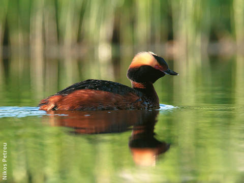 Horned Grebe (Breeding plumage, FINLAND)