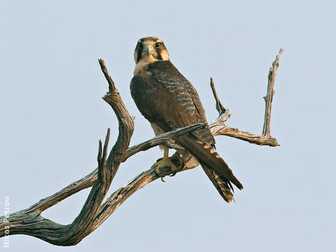 Lanner Falcon (GREECE)