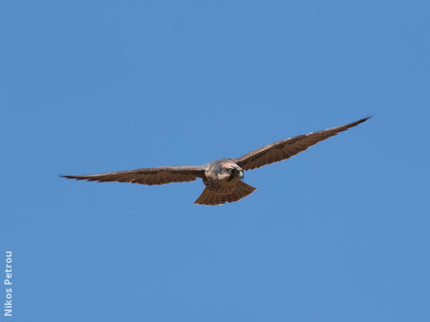 Lanner Falcon (GREECE)