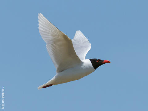 Mediterranean Gull (Breeding plumage, GREECE)