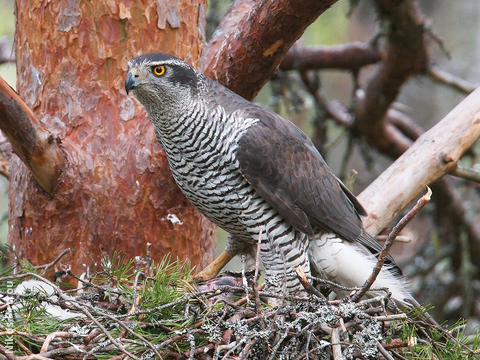 Northern Goshawk (Breeding, FINLAND)