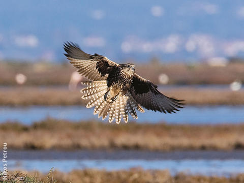 Saker Falcon (Immature, GREEECE)