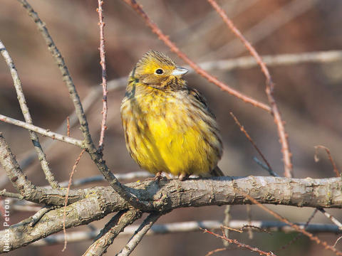 Yellowhammer (Male non-breeding, GREECE)