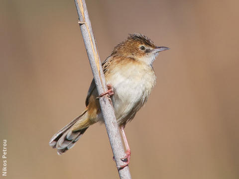 Zitting Cisticola (GREECE)