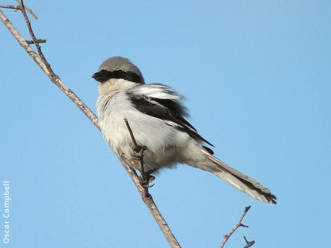 Arabian Grey Shrike (UAE)