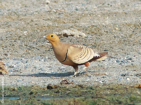 Chestnut-bellied Sandgrouse (Male, OMAN)