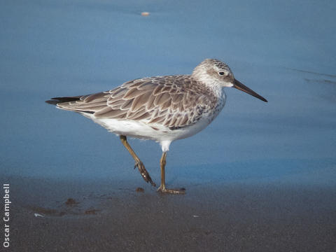 Great Knot (Non - breeding, UAE)