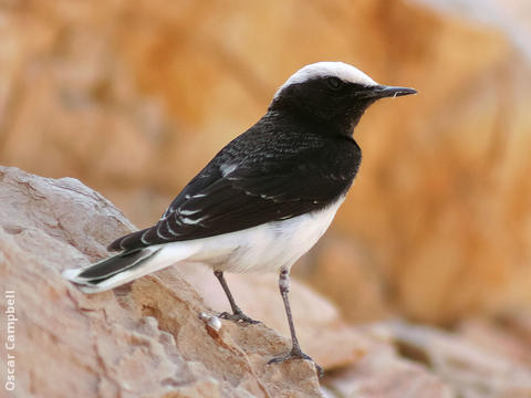 Hooded Wheatear (Male spring, UAE)