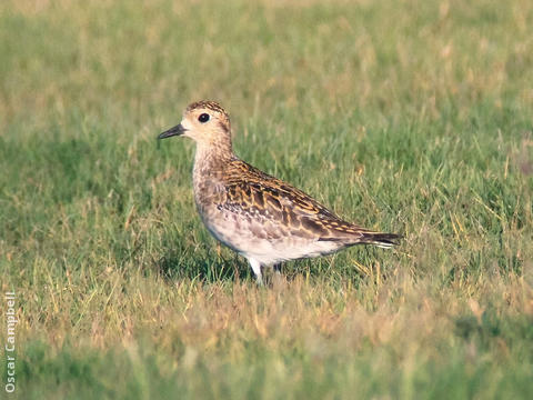 Pacific Golden Plover (Juvenile, UAE)