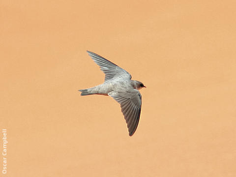 Pale Crag Martin (UAE)