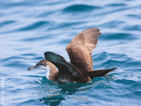 Persian Shearwater (UAE)