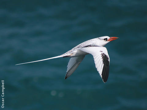 Red-billed Tropicbird (OMAN)