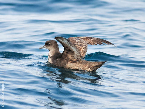 Sooty Shearwater (UAE)