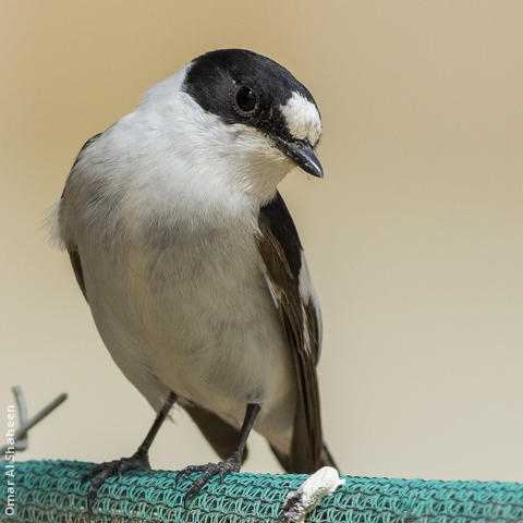 Collared Flycatcher