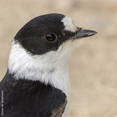 Collared Flycatcher