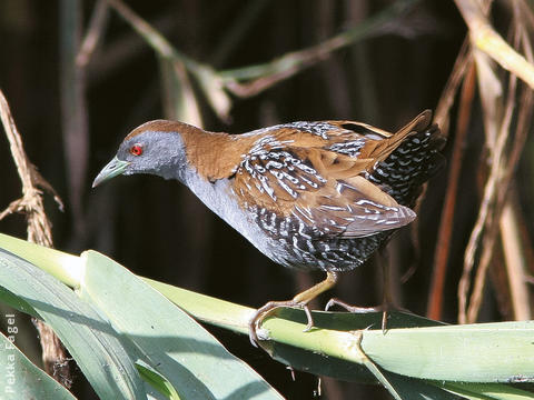 Baillon’s Crake