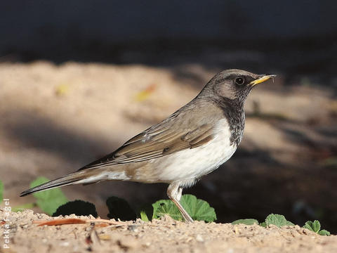 Black-throated Thrush (Male)