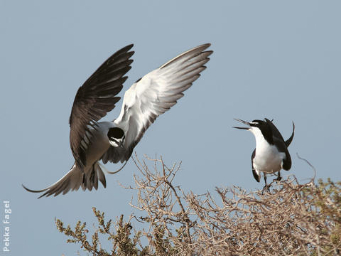 Bridled Tern