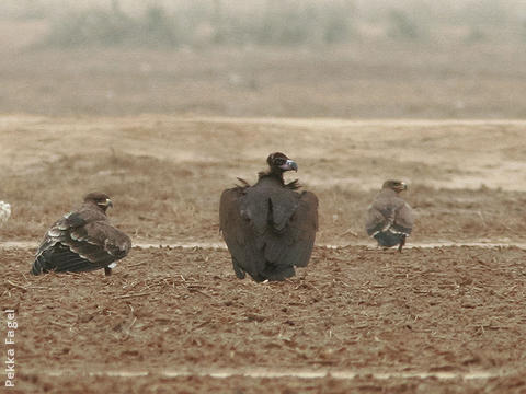 Cinereous Vulture (Immature with Steppe Eagles)