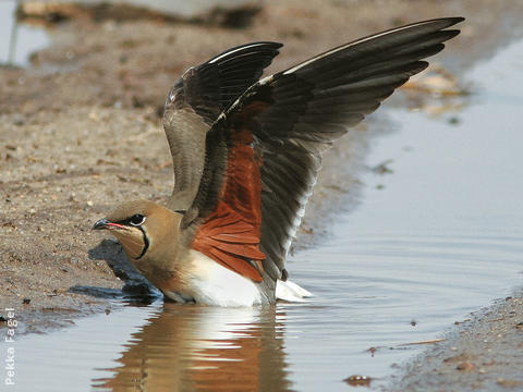 Collared Pratincole