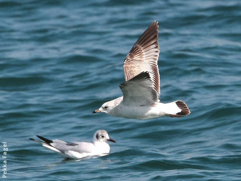 Common Gull (Immature)