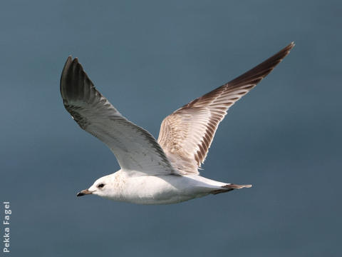 Common Gull (Immature)