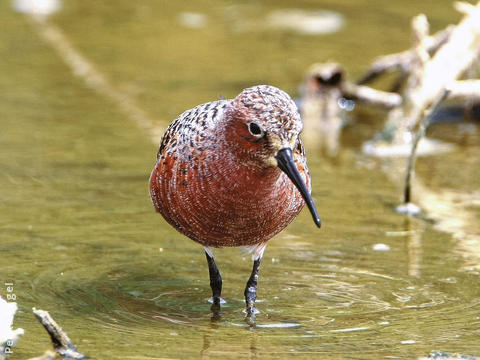 Curlew Sandpiper (Breeding plumage)