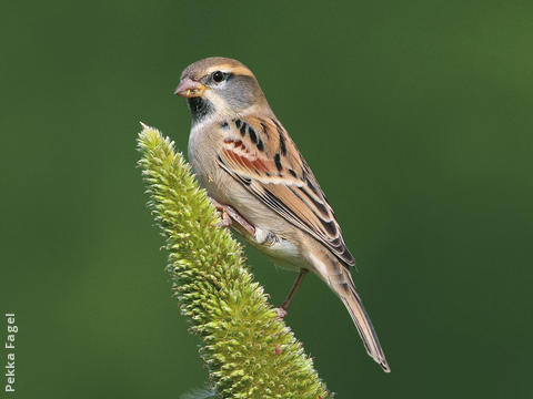 Dead Sea Sparrow (Male)