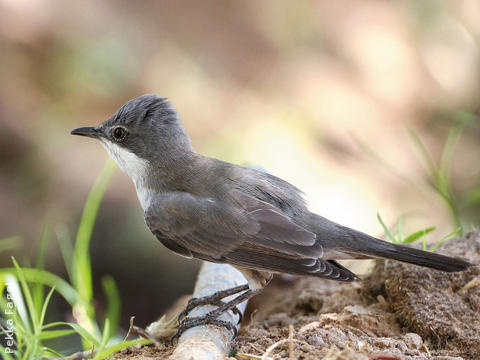 Eastern Orphean Warbler (Female autumn)